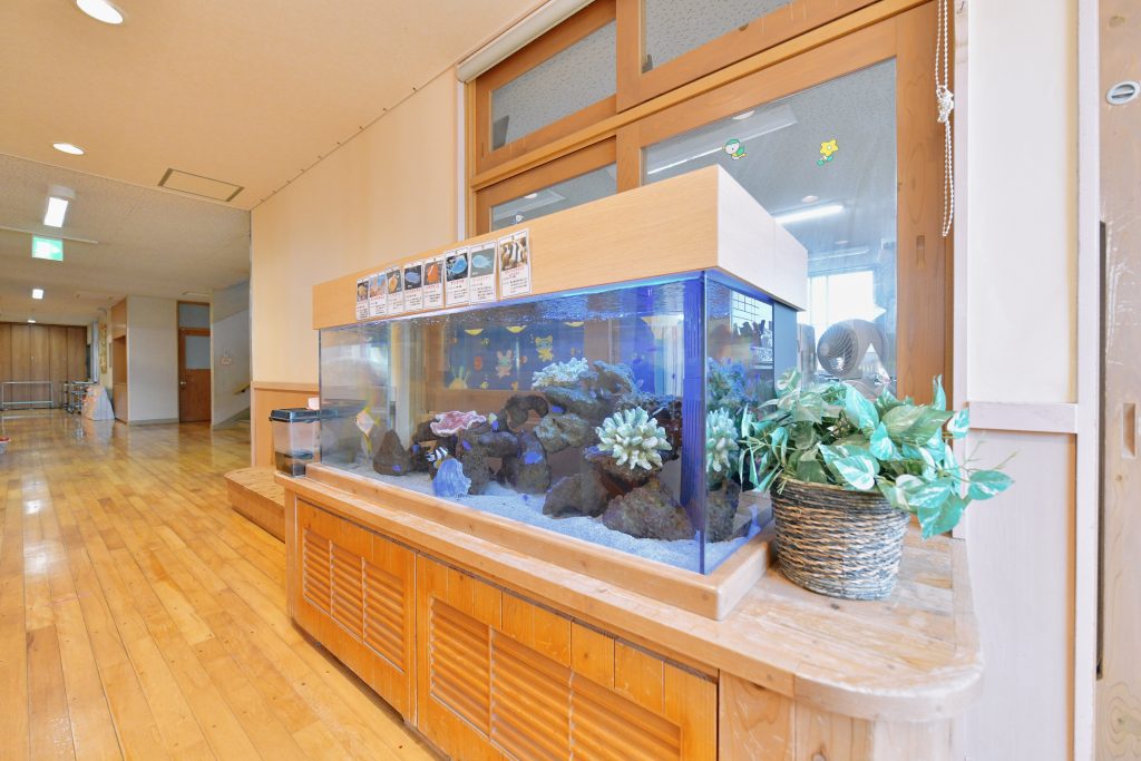 熱帯魚