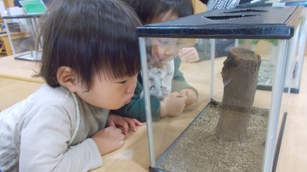 どんな虫がいるかな？