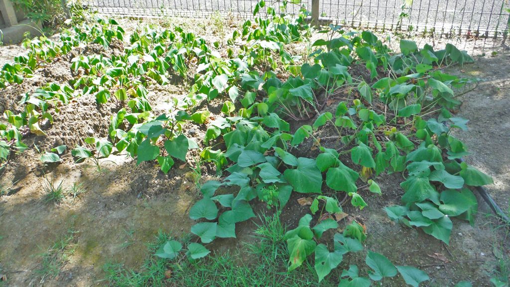 みんなで植えたさつま芋！！大きくな～れ
